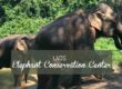 blog de voyage laos éléphant conservation center (ecc) le meilleur centre d'éléphants du monde