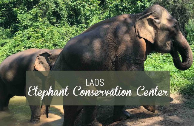 blog de voyage laos éléphant conservation center (ecc) le meilleur centre d'éléphants du monde
