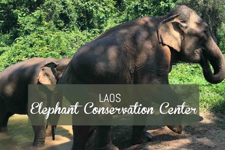 blog de voyage laos éléphant conservation center (ecc) le meilleur centre d'éléphants du monde